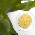 Discover why Candelilla wax is one of the most versatile products for the food industry