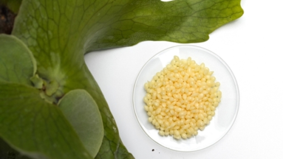 candelilla-wax-and-its-versatility-in-the-food-industry