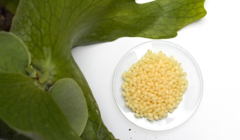 candelilla-wax-and-its-versatility-in-the-food-industry