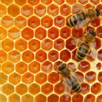 Descubre la versatilidad de la cera de abeja en alimentos