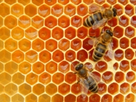 descubre-la-versatilidad-de-la-cera-de-abeja-en-alimentos