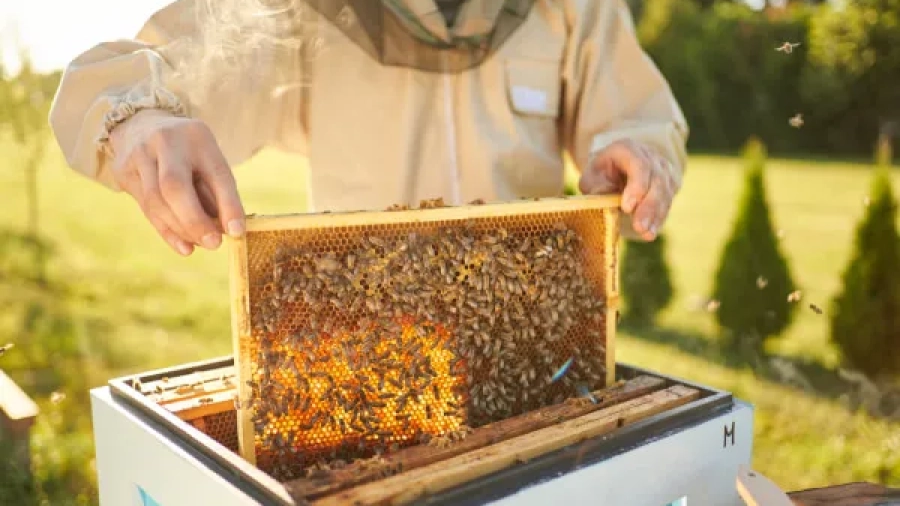 cera-de-abeja-practicas-responsables-para-su-extraccion