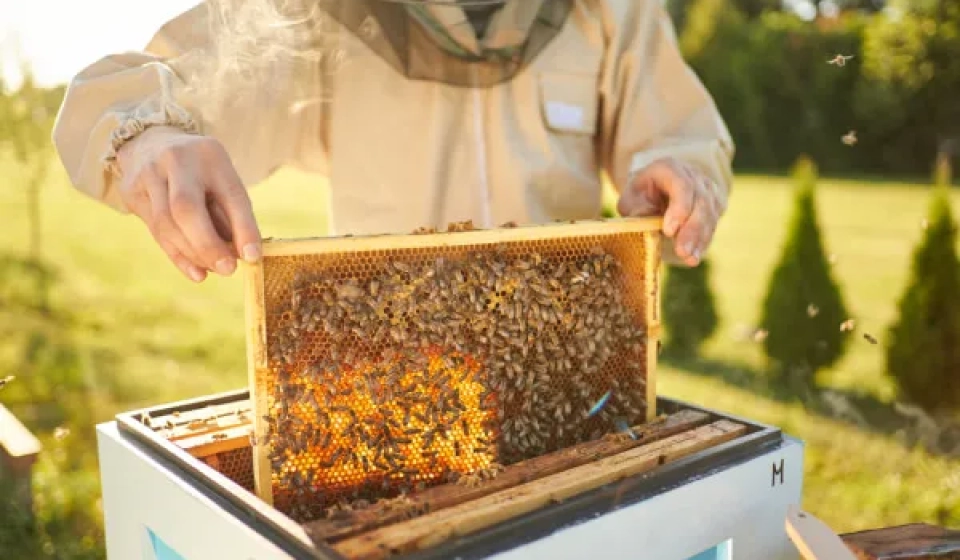 cera-de-abeja-practicas-responsables-para-su-extraccion