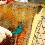 Cera de Abeja: un ingrediente versátil para cosmética, alimentos y farmacéutica