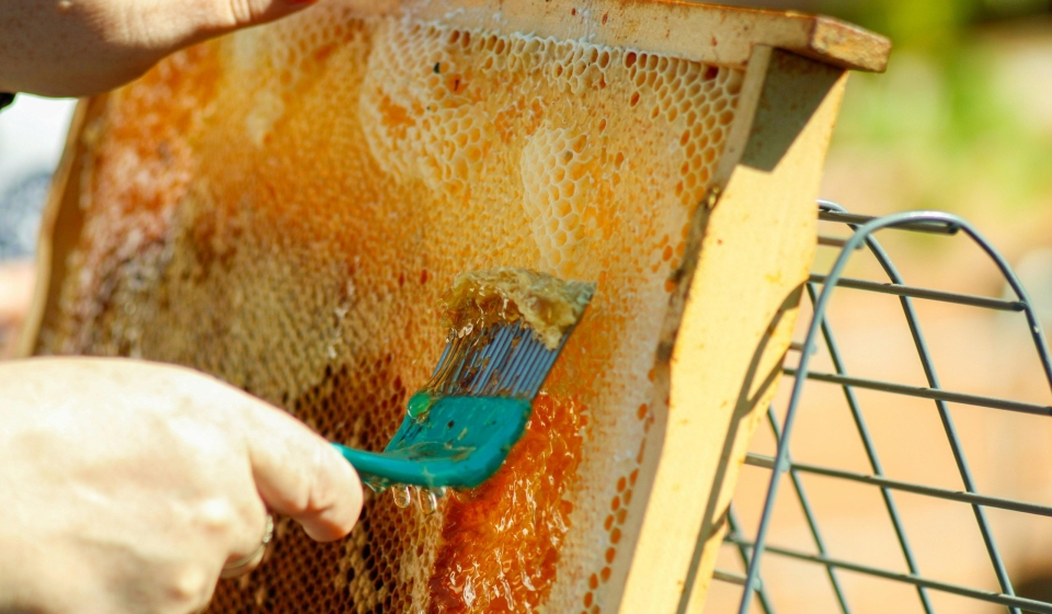 Cera de abeja